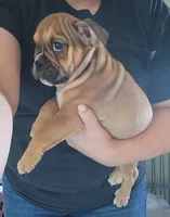 Deborah , a female English Bulldog for sale in Maurice, IA – 3 of 6