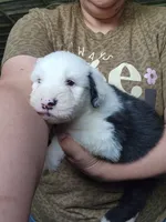 Sausage, a male Old English Sheepdog for sale in Maurice, IA – 3 of 3