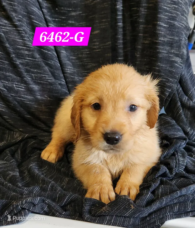 Happy – Golden Retriever puppy for sale in Maurice, IA