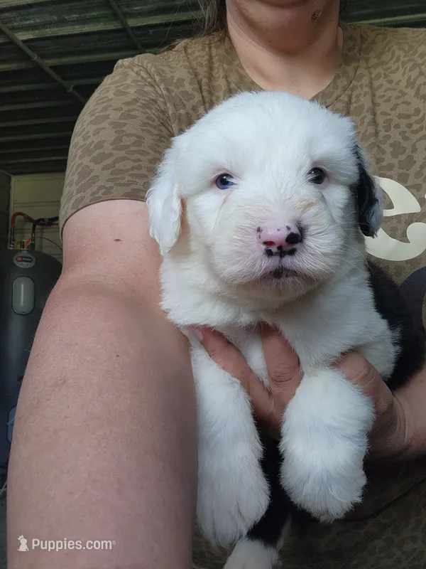 Sausage – Old English Sheepdog puppy for sale in Maurice, IA