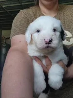 Sausage, a male Old English Sheepdog for sale in Maurice, IA – 1 of 3