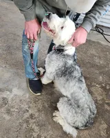 Sausage, a male Old English Sheepdog for sale in Maurice, IA – 9 of 9