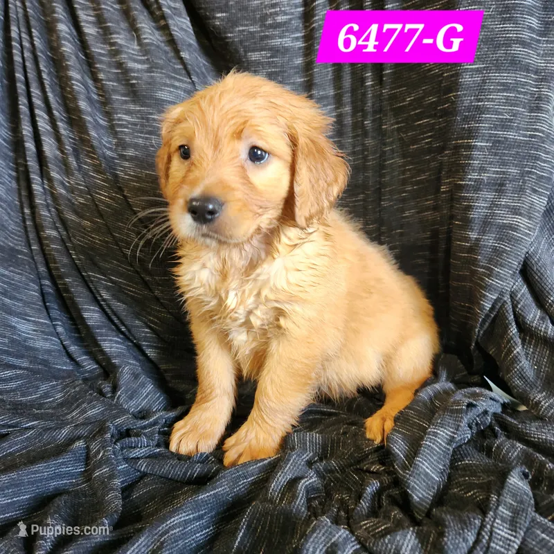 Harper – Golden Retriever puppy for sale in Maurice, IA