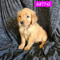 Harper, a female Golden Retriever for sale in Maurice, IA – 1 of 3