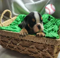 Dylan, a male English Bulldog for sale in Maurice, IA – Photo 3 of 4