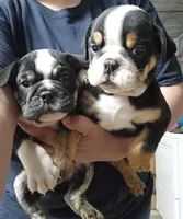 Dylan, a male English Bulldog for sale in Maurice, IA – 4 of 8