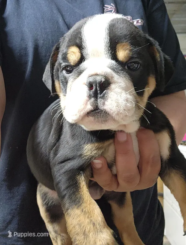 Dylan – English Bulldog puppy for sale in Maurice, IA