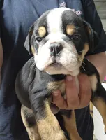 Dylan, a male English Bulldog for sale in Maurice, IA – 1 of 8