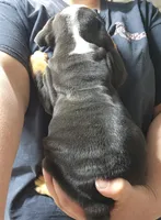 Dylan, a male English Bulldog for sale in Maurice, IA – 3 of 8
