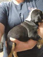 Dylan, a male English Bulldog for sale in Maurice, IA – 2 of 8