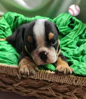 Dylan, a male English Bulldog for sale in Maurice, IA – Photo 2 of 4