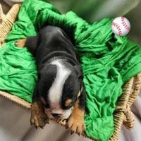 Dylan, a male English Bulldog for sale in Maurice, IA – Photo 4 of 4