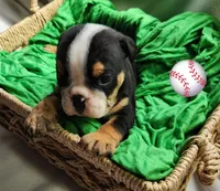 Dylan, a male English Bulldog for sale in Maurice, IA – Photo 1 of 4