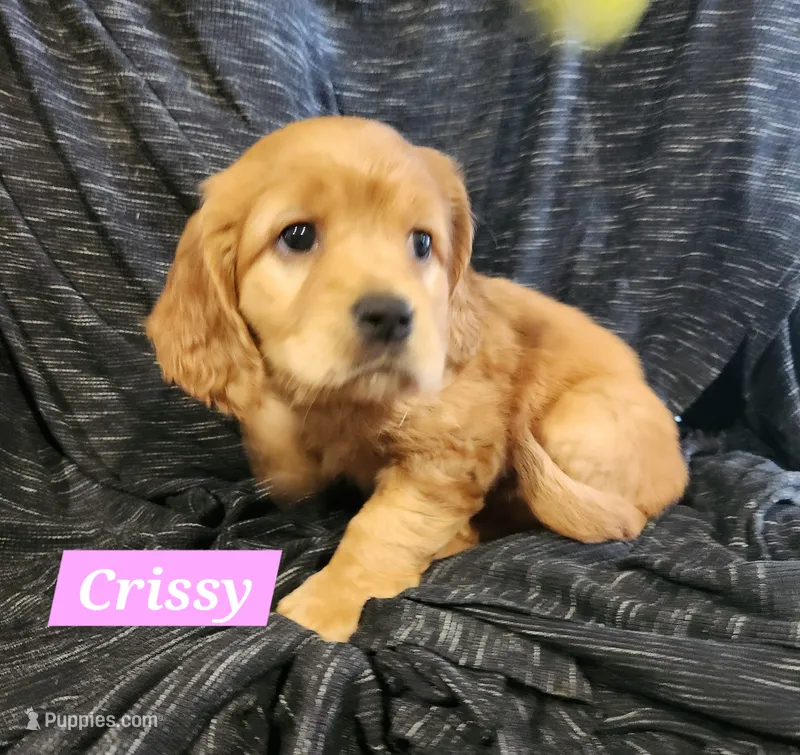 Crissy – Golden Cocker Retriever puppy for sale in Maurice, IA