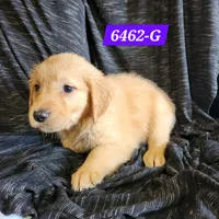 Happy, a female Golden Retriever for sale in Maurice, IA – 2 of 3