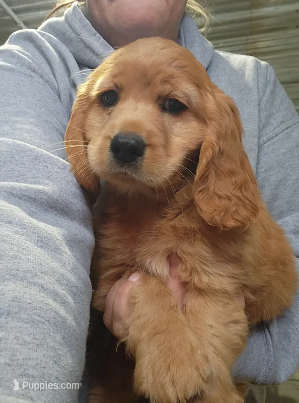 Cowboy – Golden Cocker Retriever puppy for sale in Maurice, IA