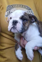Mae, a female English Bulldog for sale in Maurice, IA – 2 of 7
