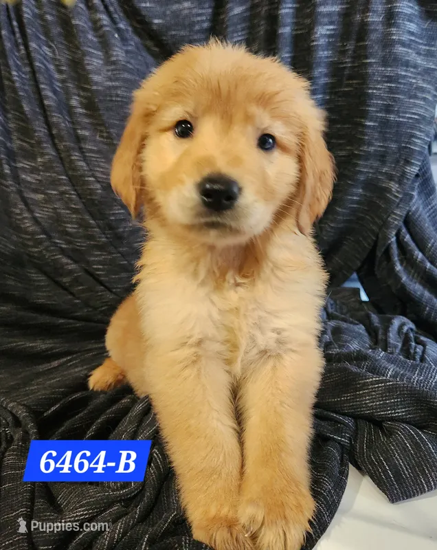 Brooks – Golden Retriever puppy for sale in Maurice, IA