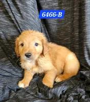 Beckham , a male Golden Retriever for sale in Maurice, IA – 2 of 2