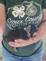 Eve, a female English Bulldog for sale in Maurice, IA – 4 of 4