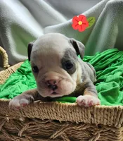 Betty Lou, a female English Bulldog for sale in Maurice, IA – Photo 2 of 4