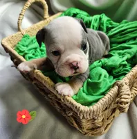 Betty Lou, a female English Bulldog for sale in Maurice, IA – Photo 4 of 4