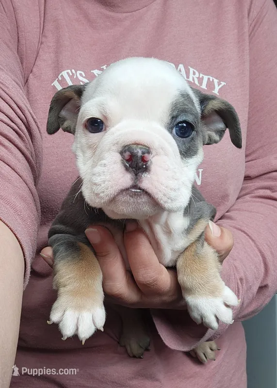 Betty Lou – English Bulldog puppy for sale in Maurice, IA