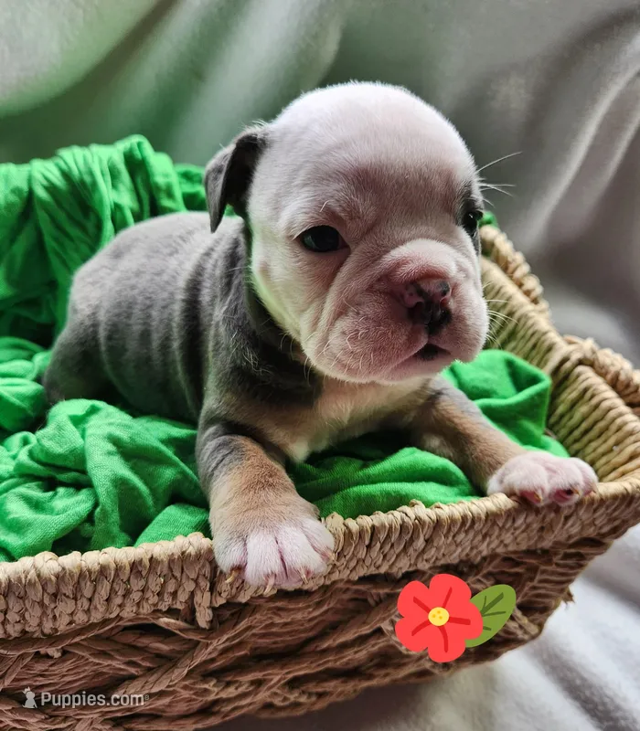Betty Lou – English Bulldog puppy for sale in Maurice, IA