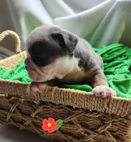 Betty Lou, a female English Bulldog for sale in Maurice, IA – Photo 3 of 4