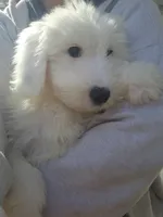 processed/6177407d-b9b2-401c-afff-9b7cb1a918ed/listing/81413792-cae5-42e2-a098-2f9c1377f3c9/a6a9562c-7bf1-44df-963b-f228c67f9538