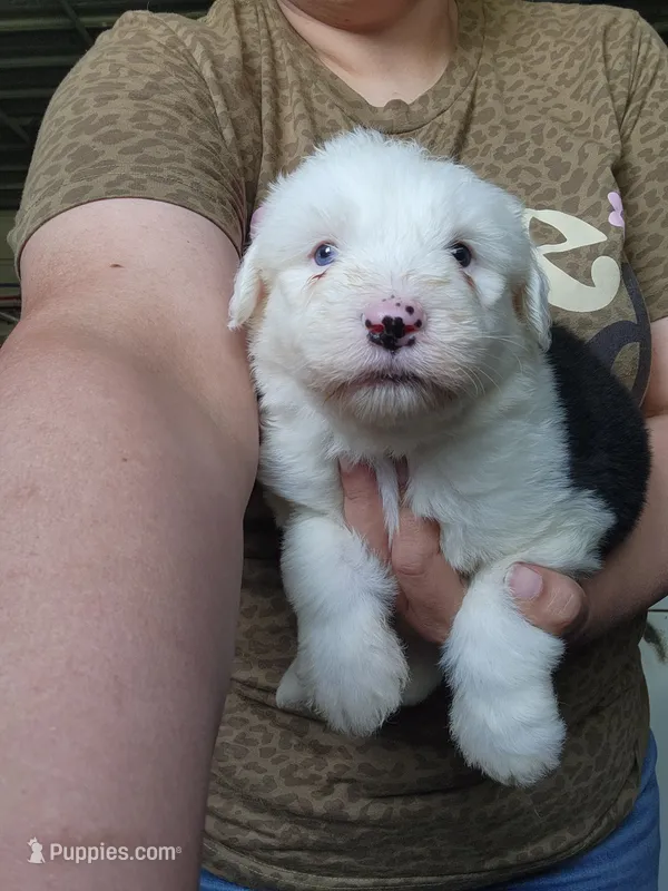 Gravy – Old English Sheepdog puppy for sale in Maurice, IA