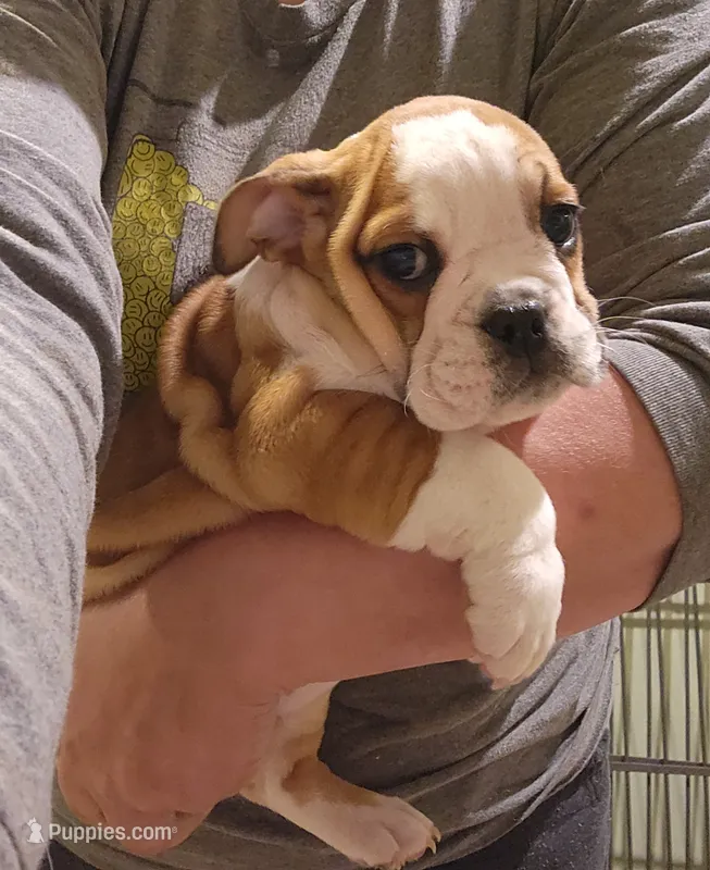 Delilah  – English Bulldog puppy for sale in Maurice, IA