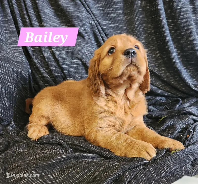 Bailey  – Golden Cocker Retriever puppy for sale in Maurice, IA