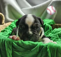 Matt, a male English Bulldog for sale in Maurice, IA – Photo 2 of 4