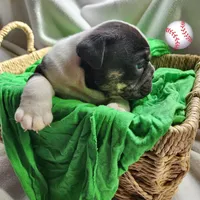 Matt, a male English Bulldog for sale in Maurice, IA – Photo 4 of 4