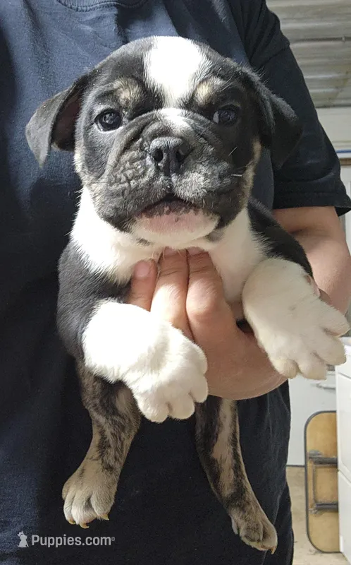 Marshal – English Bulldog puppy for sale in Maurice, IA