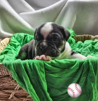 Matt, a male English Bulldog for sale in Maurice, IA – Photo 1 of 4