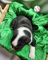 Matt, a male English Bulldog for sale in Maurice, IA – Photo 3 of 4