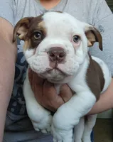 Kosher, a male English Bulldog for sale in Maurice, IA – 1 of 6