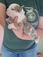 Adam, a male English Bulldog for sale in Maurice, IA – 2 of 4