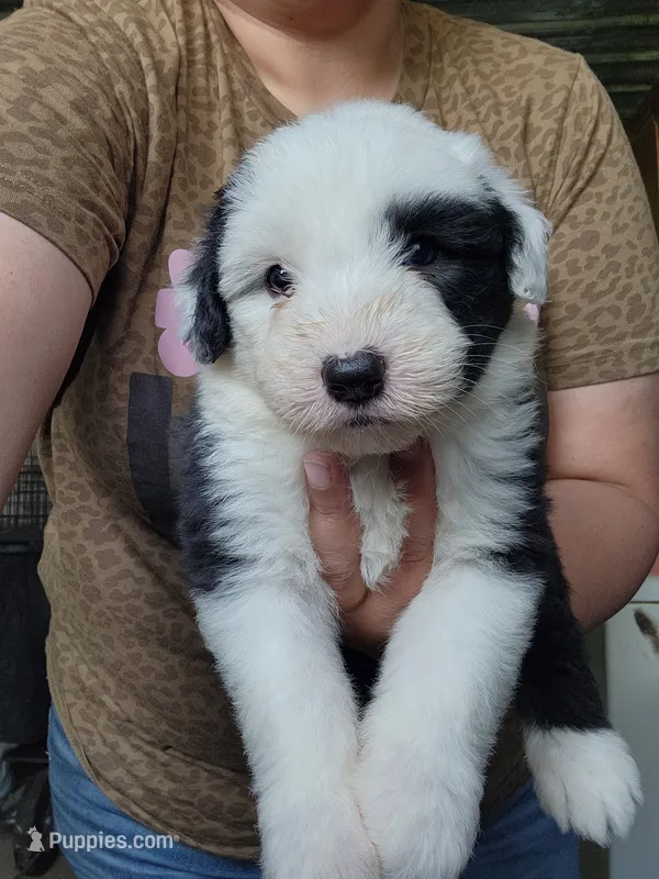 Biscuit  – Old English Sheepdog puppy for sale in Maurice, IA