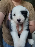Biscuit , a male Old English Sheepdog for sale in Maurice, IA – 1 of 3