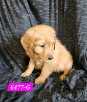 Harper, a female Golden Retriever for sale in Maurice, IA – 3 of 3