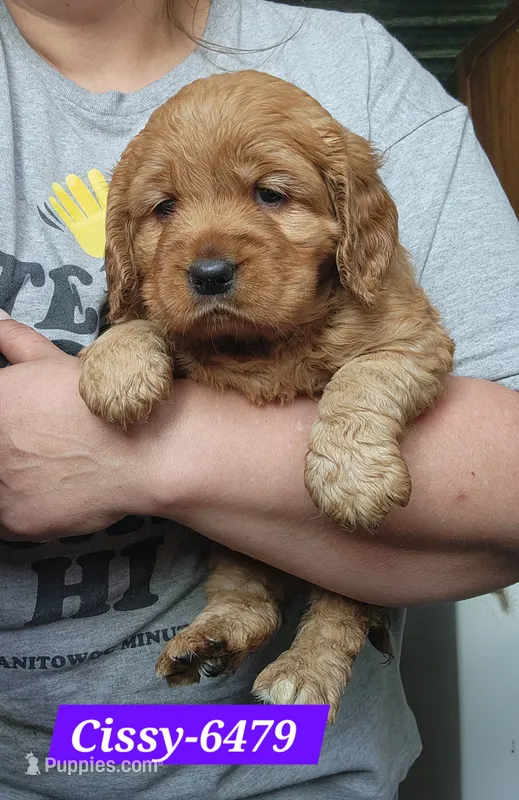 Cissy – Golden Cocker Retriever puppy for sale in Maurice, IA