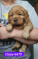 Cissy, a female Golden Cocker Retriever for sale in Maurice, IA – 1 of 5