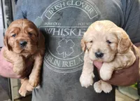Cowboy, a male Golden Cocker Retriever for sale in Maurice, IA – 2 of 2