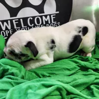 Dill, a male English Bulldog for sale in Maurice, IA – 5 of 7