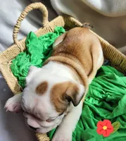 Dottie, a female English Bulldog for sale in Maurice, IA – Photo 5 of 5