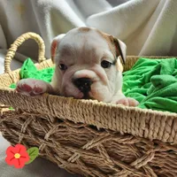 Dottie, a female English Bulldog for sale in Maurice, IA – Photo 4 of 5