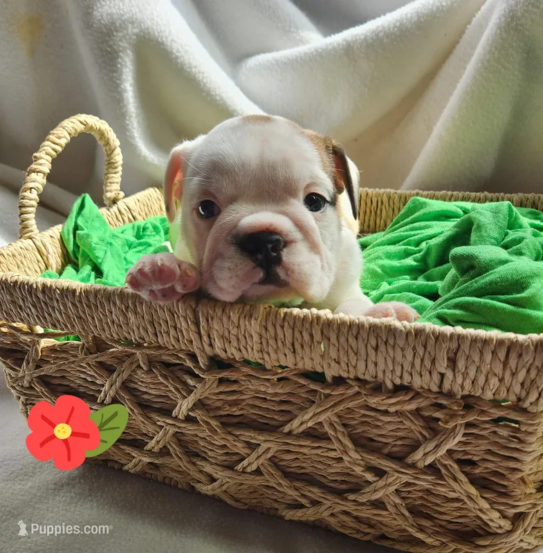 Dottie – English Bulldog puppy for sale in Maurice, IA